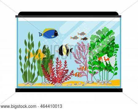 Cartoon Fishes In Aquarium. Saltwater Or Freshwater Fish Tank Vector Illustration. Water Animal Gold
