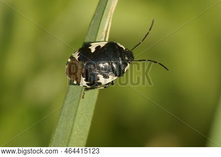 Detailed Closeup On A Black Rambur's Pied Shieldbug, Tritomegas Sexmaculatus On A Grass Straw