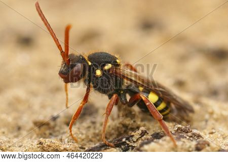 Detailed Closeup On A Colorful Red Female Orange-horned Nomad Bee, Nomada Fulvicornis