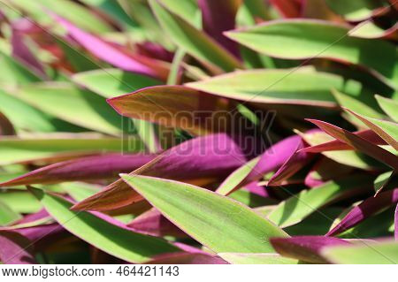 Amazing Green With Purple Leaves Of Boat Lily Or Oyster Plants In The Sunlight