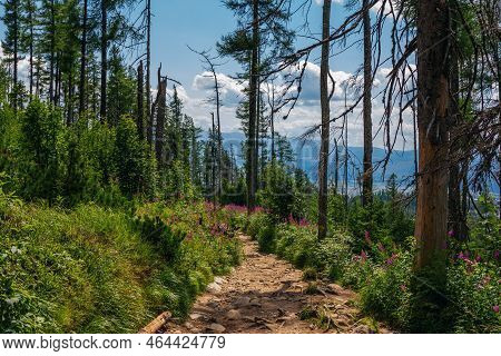 Beautiful Summer Landscape - Footpath In High Tatras Mountains, Lush Forest And Pink Fireweed Or Elo