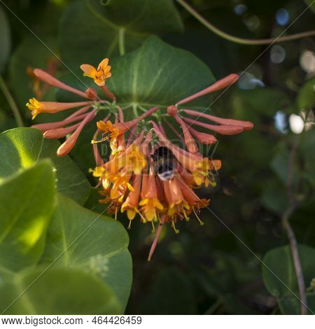 Bumblebee On The Flowers Honeysuckle Brown. Humblebee Cleaning Lonicera Caprifolium Blossom. Bokeh B
