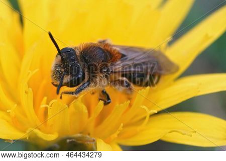 Detailed Closeup On A Female Short-fringed Mining Bee, Andrena Dorsata, Sitting In A Yellow Flower