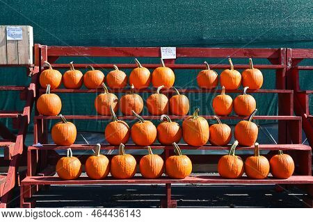 A Large Group Of Pumpkins Of Similar Size On A Display Stand At A Pumpkin Patch.