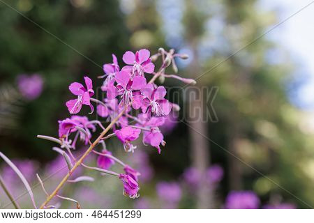 Chamaenerion Fleischeri, Formerly Epilobium Fleischeri, Commonly Known As Alpine Willowherb - Pink F