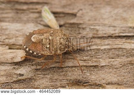 Detailed Closeup On A Distinctive Small Brown New Forest Shieldbug, Eysarcoris Aeneus