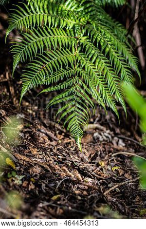 A Ponga Fern Frond Points Downward In Front Of The Ground In The Shadows Of The Bushy Undergrowth