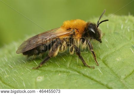 Detailed Closeup On A Furry Brown Female Grey-patched Mining Bee, Andrena Nitida Sitting On A Green 