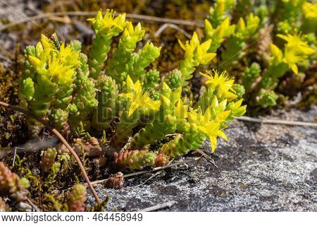 Sedum Acre, Sedum Album Is The Perennial Herbaceous Succulent Plant With Numerous Rising Stems Cover