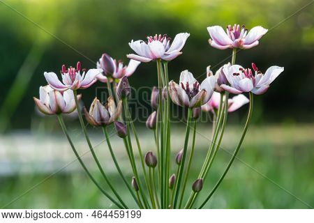 Close Up Of The Umbel-like Inflorescence Of Flowering Rush Or Grass Rush Butomus Umbellatus In Full