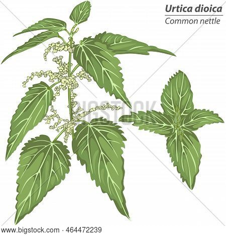 Urtica Dioica Plant Or Common Nettle. Vector Image