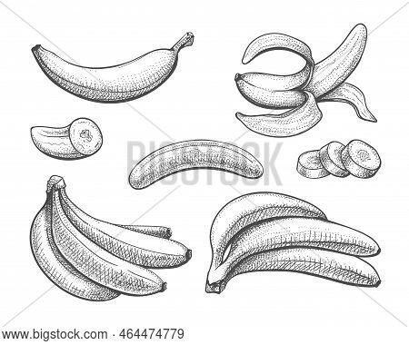 Bananas Vintage Sketch. Fresh Peeled Sliced Bunch Banana Engraved Drawn Fruits Close-up Vector Illus