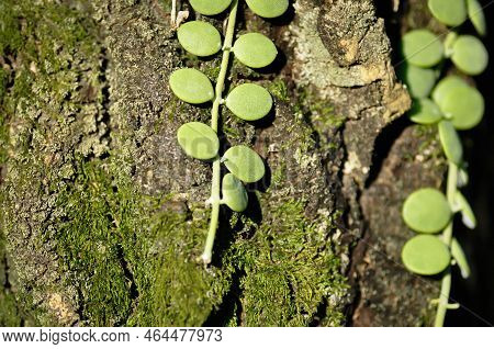 Dischidia Nummularia Variegata, Dischidia Nummularia Variegatege And Bryophyta Or Charophytes Plant