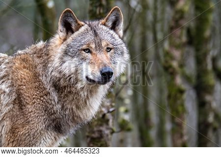 Close Up Of An Adult Wolve Roaming In The Forest