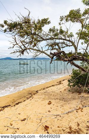 Tree In The Beach With A Fisherman Boat In Governador Celso Ramos, Santa Catarina, Brazil