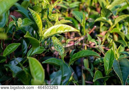 Melaleuca Or Paperbarks. Green Leaves Of Tea Tree, Close-up Photo.