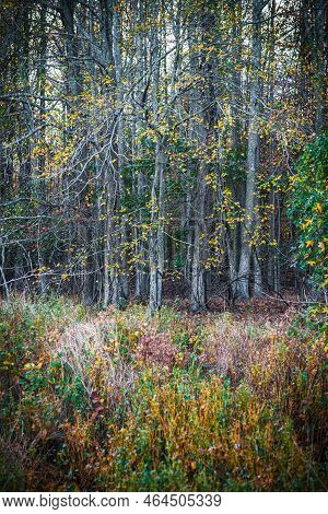 The Lasy Golden Leaves Of Autumn In Joe Palaia Park In Ocean County New Jersey.