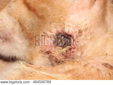 The Festering Wound On The Cheek Of A Stray Cat