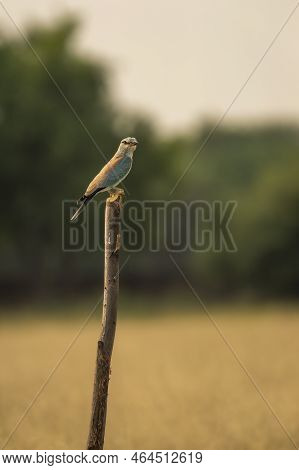 Wild Multi Color Bird Eurasian Or European Roller Or Coracias Garrulus Closeup Or Portrait Perched O