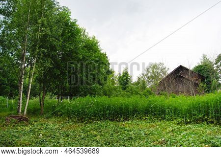 Rustic Landscape. Firewood.felled Trees In A Clearing. Stacked Firewood. Rustic Motifs. Work In The 