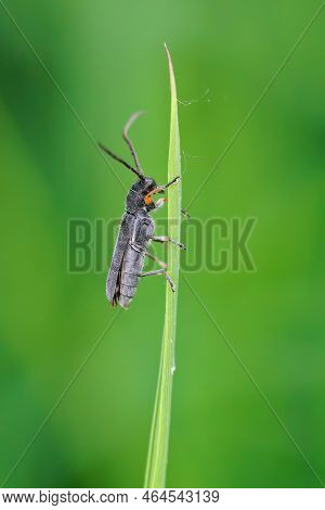 Detailed Closeup On The Smallumbellifer Longhorn Beetle , Phytoecia Cylindrica On A Grass-straw In T
