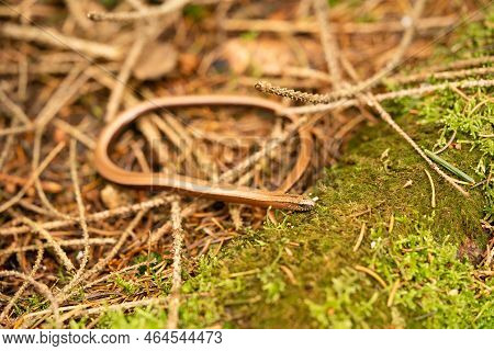 Anguis Fragilis In The Nature Reserve \