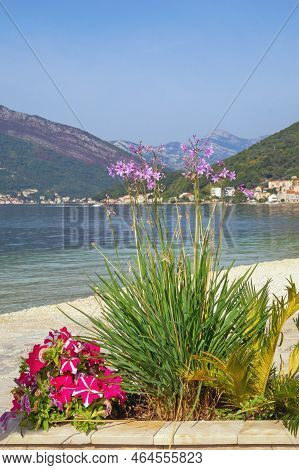 Autumn Flowers Against Sunny Mediterranean Landscape. Tulbaghia (tulbaghia Violacea) And Striped Pin