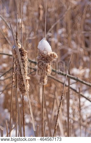Frozen Cattail In Winter In The Crabtree Nature Preserve In Illinois