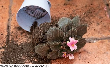 There Is An Inverted Flower Pot On The Floor Next To The Earth And A Violet Flower