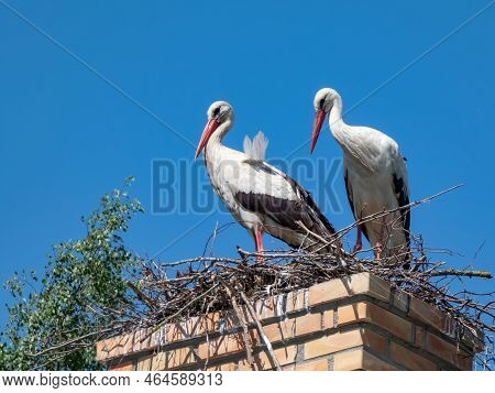 Couple Of The White Storks (ciconia Ciconia) Standing In A Nest On A Roof Of A Living Building With 