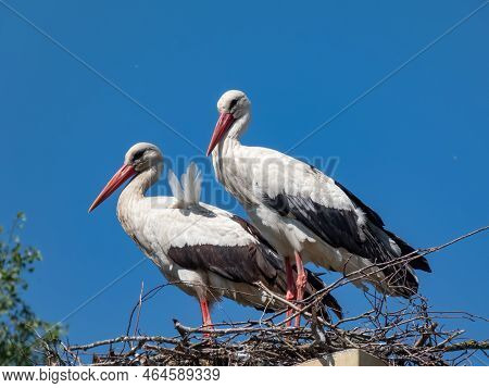 Couple Of The White Storks (ciconia Ciconia) Standing In A Nest On A Roof Of A Living Building With 
