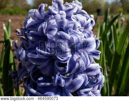 Close-up Shot Of The Hyacinth Blue Ice (sky Jacket) Blooming With Powder Blue Flowers With Deep Viol