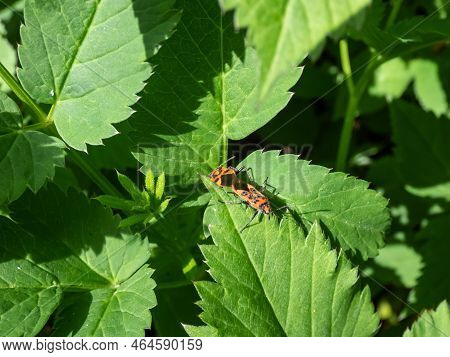 Close-up Shot Of The Cinnamon Bug Or Black And Red Squash Bug (corizus Hyoscyami) On A Green Leaf In