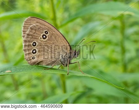 Close-up Shot Of The Ringlet (aphantopus Hyperantus) In Summer. Medium-sized Butterfly, Upper And Lo