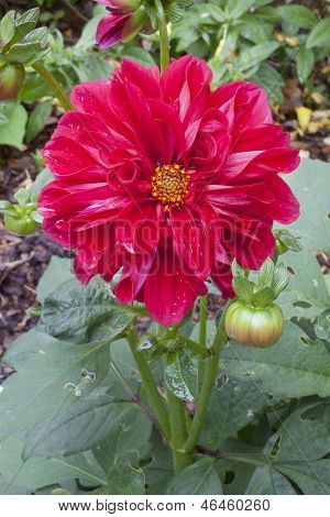 Dahlia