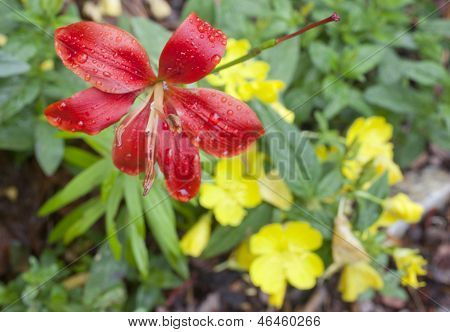 Red Lily And Yellow Buttercups