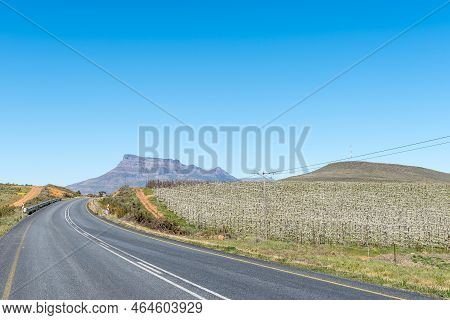 White Flowering Fruit Trees On Road R303 In The Koue Bokkeveld Region Of The Western Cape Province