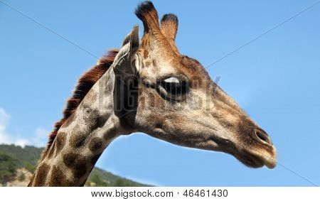 Portréja egy baba zsiráf