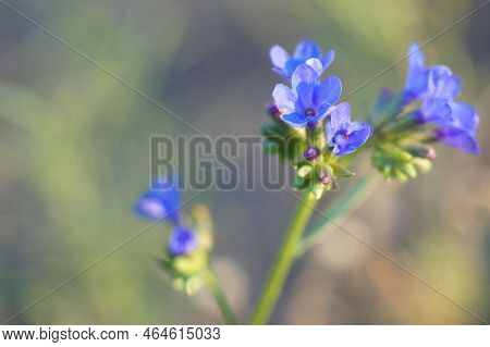 Glandora Blue Flowers Close Up. Beautiful Flowers Botanical Concept