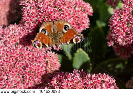 A Peacock Butterfly Is Eating On A Pink Sedum Flower - Hare Cabbage. A Flowerbed With Flowers Pollin