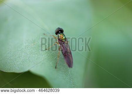 A Two-spot Dung Weapon Fly On A Leaf Of A Tree.