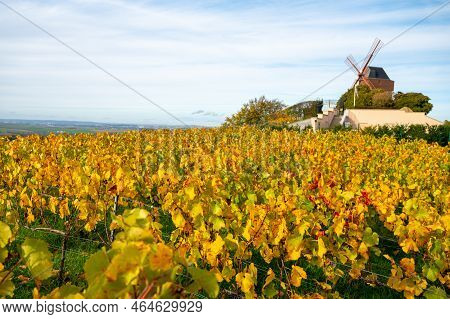 Autumn View On Colorful Grand Cru Champagne Vineyards Near Moulin De Verzenay, Pinot Noir Grape Plan
