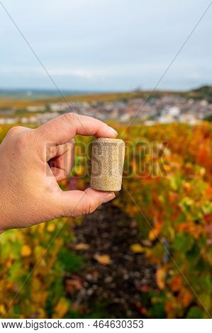 Unused Champagne Cork And Autumn View On Colorful Grand Cru Champagne Vineyards Near Moulin De Verze