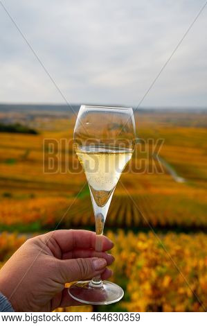 Tasting Of White Brut Champagne Wine Outdoor With View On Colorful Autumn Pinot Noir Grand Cru Viney