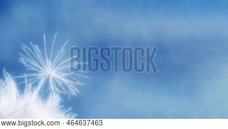 A Fuzz Seed Pappus With White Hairs. Seed Of Spear Thistle. Delicate Fluff On A Blue Background. Clo