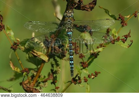 Natural Closeup On A Colorful Bule Migrant Hawker Dragonfly Aeshna Mixta , Haning In The Vegetation