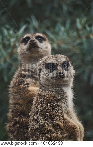 Vertical Shot Of Two Adorable Meerkats On A Branch In A Zoo
