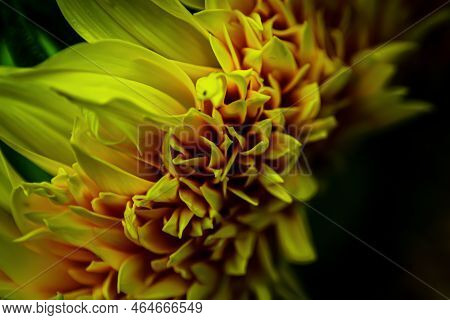 Close Up Of Sunflower On Black Background