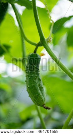 Growing Cucumbers On The Branches. The Concept Of Organic Food Grown At Home. Copy Soace.