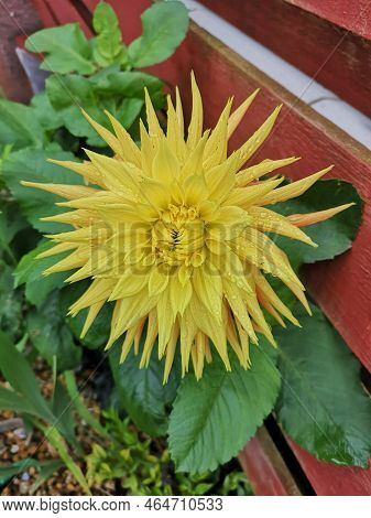 A Close Up View Of The Stunning Flower Of The Fimbriata Dahlia With Its Bright Petals.